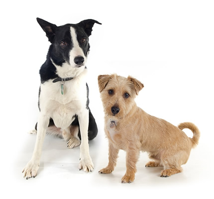 Dog Grooming photo