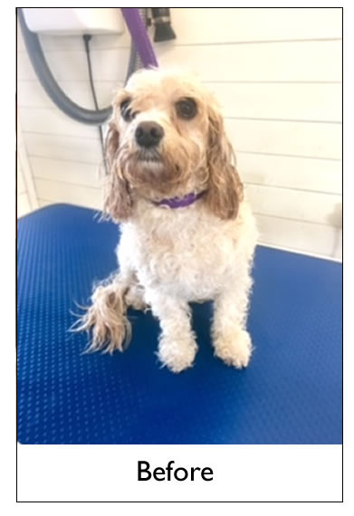 Dog Grooming Yorkshire