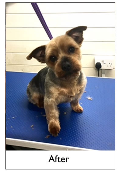 Dog Grooming Yorkshire