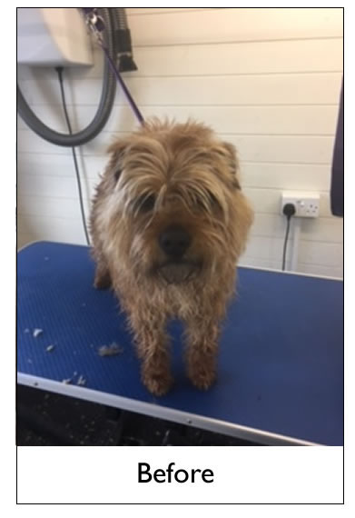 Dog Grooming Yorkshire