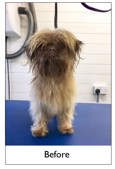 Dog Grooming Yorkshire