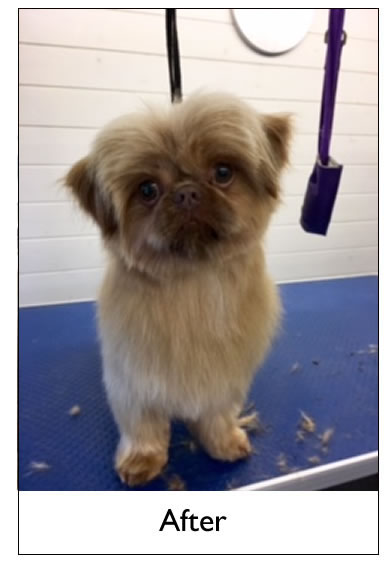 Dog Grooming Yorkshire