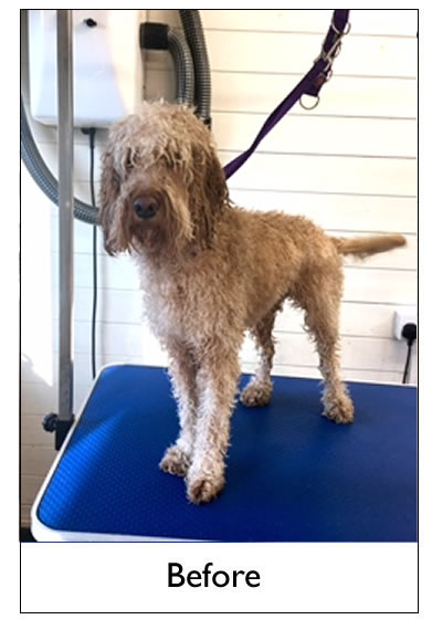 Dog Grooming Yorkshire