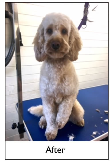 Dog Grooming Yorkshire