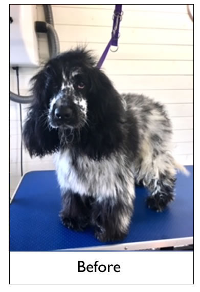 Dog Grooming Yorkshire
