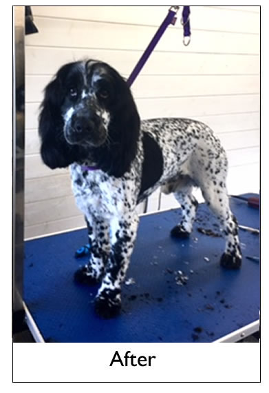 Dog Grooming Yorkshire