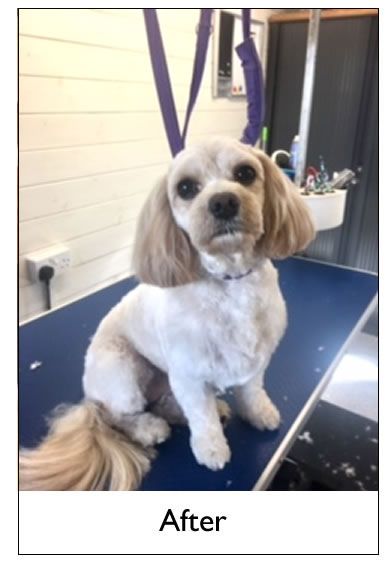 Dog Grooming Yorkshire