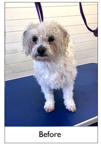 Dog Grooming Yorkshire