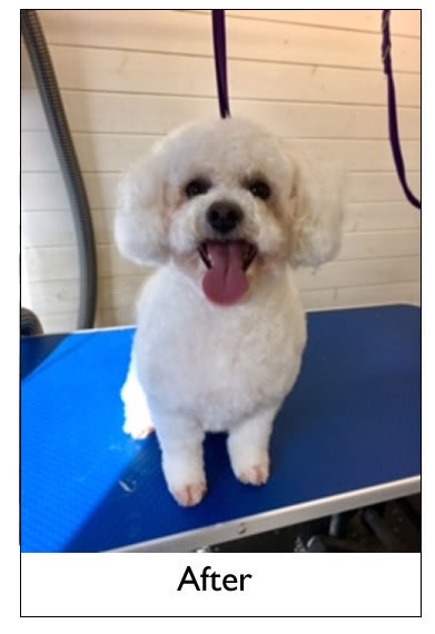 Dog Grooming Yorkshire