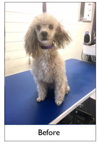 Dog Grooming Yorkshire