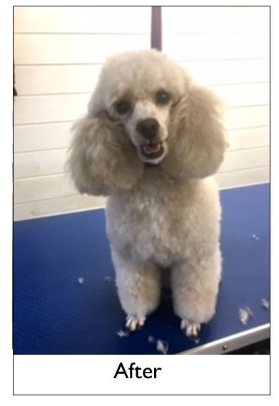 Dog Grooming Yorkshire