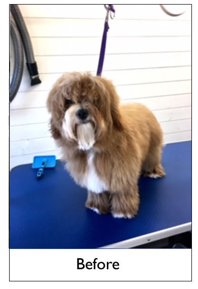 Dog Grooming Yorkshire
