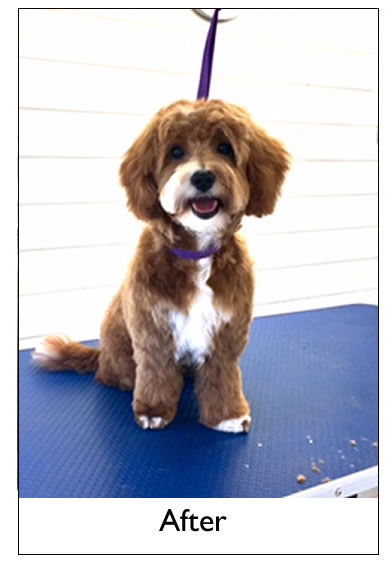 Dog Grooming Yorkshire