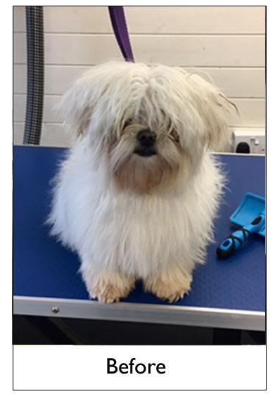 Dog Grooming Yorkshire