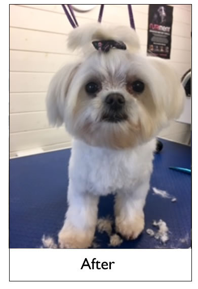 Dog Grooming Yorkshire