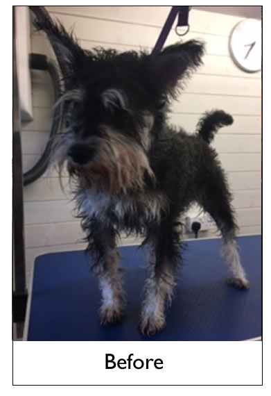 Dog Grooming Yorkshire