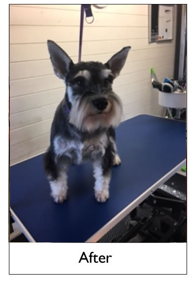 Dog Grooming Yorkshire