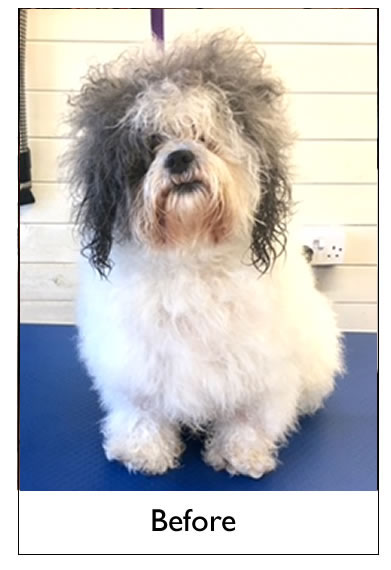 Dog Grooming Yorkshire