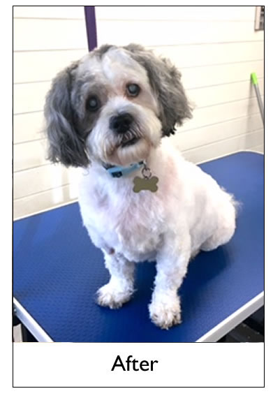Dog Grooming Yorkshire
