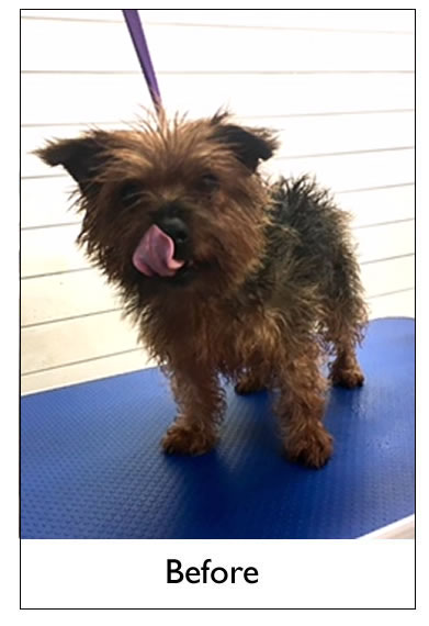 Dog Grooming Yorkshire