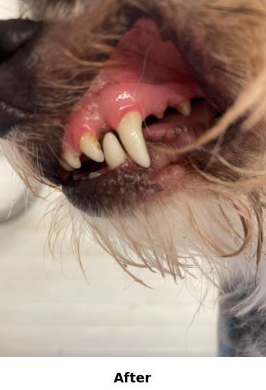 Teeth Cleaning Yorkshire