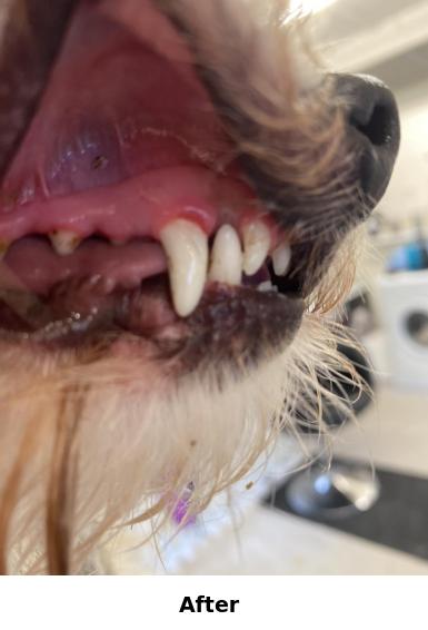 Teeth Cleaning Yorkshire
