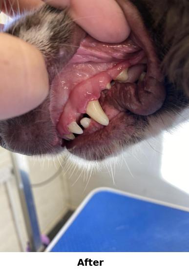 Teeth Cleaning Yorkshire