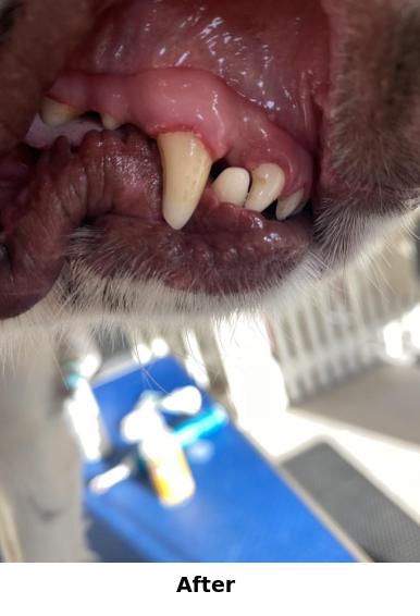 Teeth Cleaning Yorkshire