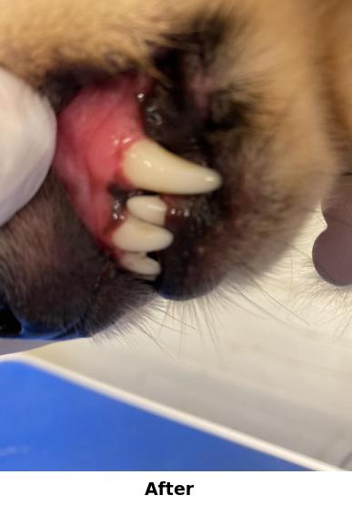 Teeth Cleaning Yorkshire