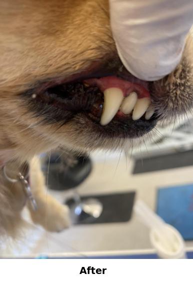Teeth Cleaning Yorkshire
