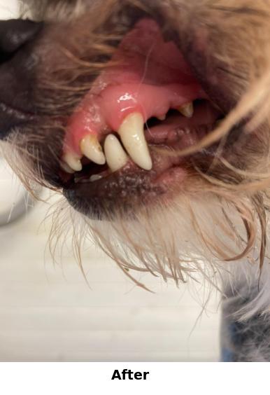 Teeth Cleaning Yorkshire