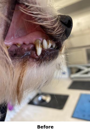 Teeth Cleaning Yorkshire