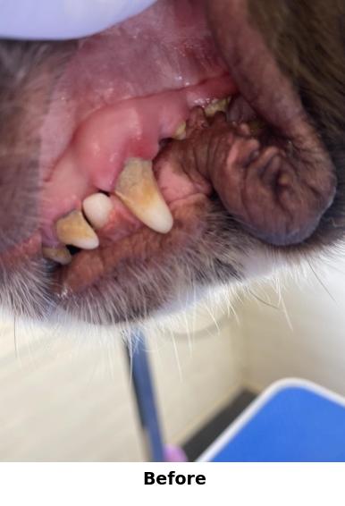 Teeth Cleaning Yorkshire