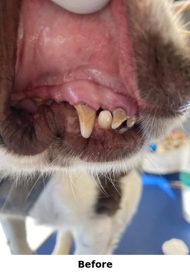 Teeth Cleaning Yorkshire