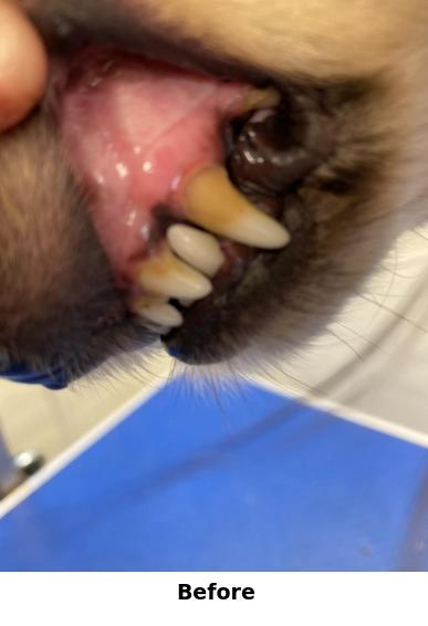 Teeth Cleaning Yorkshire