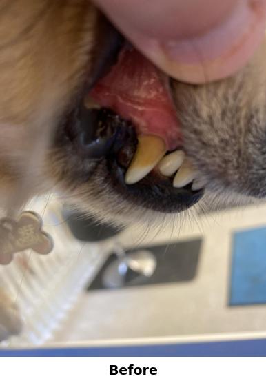 Teeth Cleaning Yorkshire