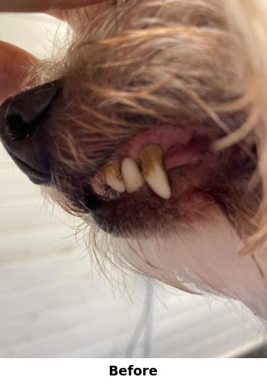 Teeth Cleaning Yorkshire